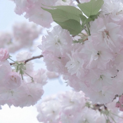 乐至福瑞交流群